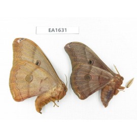 Saturniidae sp. China, Heilongjiang, Jiamusi. 1P. EA1631.