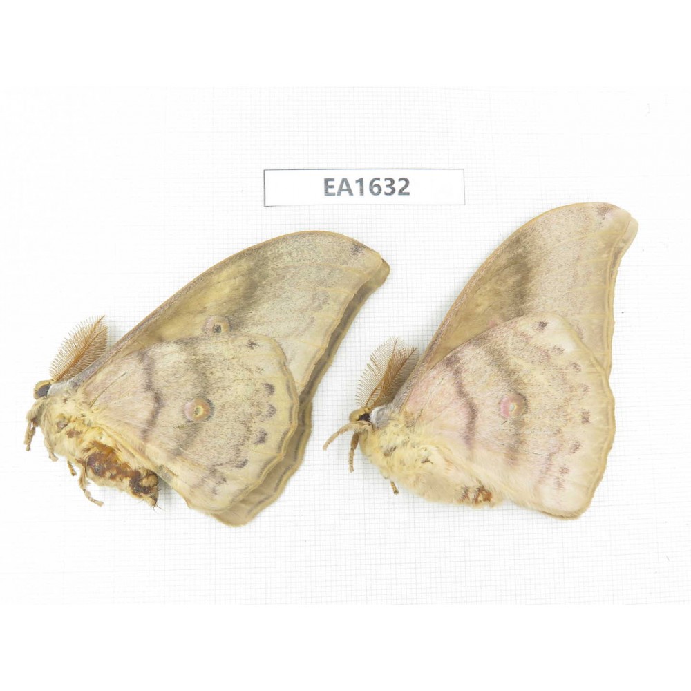 Saturniidae sp. China, Heilongjiang, Jiamusi. 2M. EA1632.