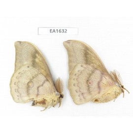 Saturniidae sp. China, Heilongjiang, Jiamusi. 2M. EA1632.