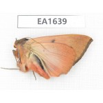 Noctuidae sp. China, Heilongjiang, Jiamusi.1Pcs. EA1639.