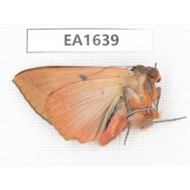Noctuidae sp. China, Heilongjiang, Jiamusi.1Pcs. EA1639.