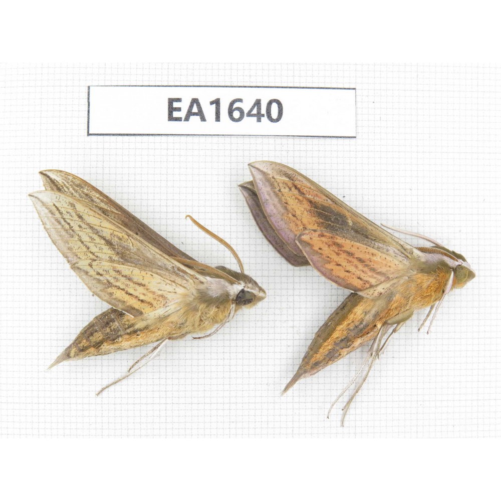 Sphingidae sp. China, Heilongjiang, Jiamusi. 2Pcs. EA1640.