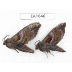 Sphingidae sp. China, Heilongjiang, Jiamusi. 2Pcs. EA1646.