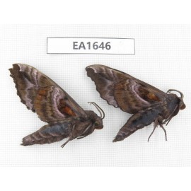 Sphingidae sp. China, Heilongjiang, Jiamusi. 2Pcs. EA1646.