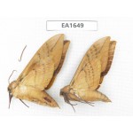Sphingidae sp. China, Heilongjiang, Jiamusi. 2Pcs. EA1649.