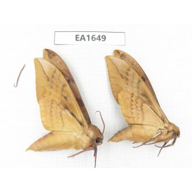 Sphingidae sp. China, Heilongjiang, Jiamusi. 2Pcs. EA1649.