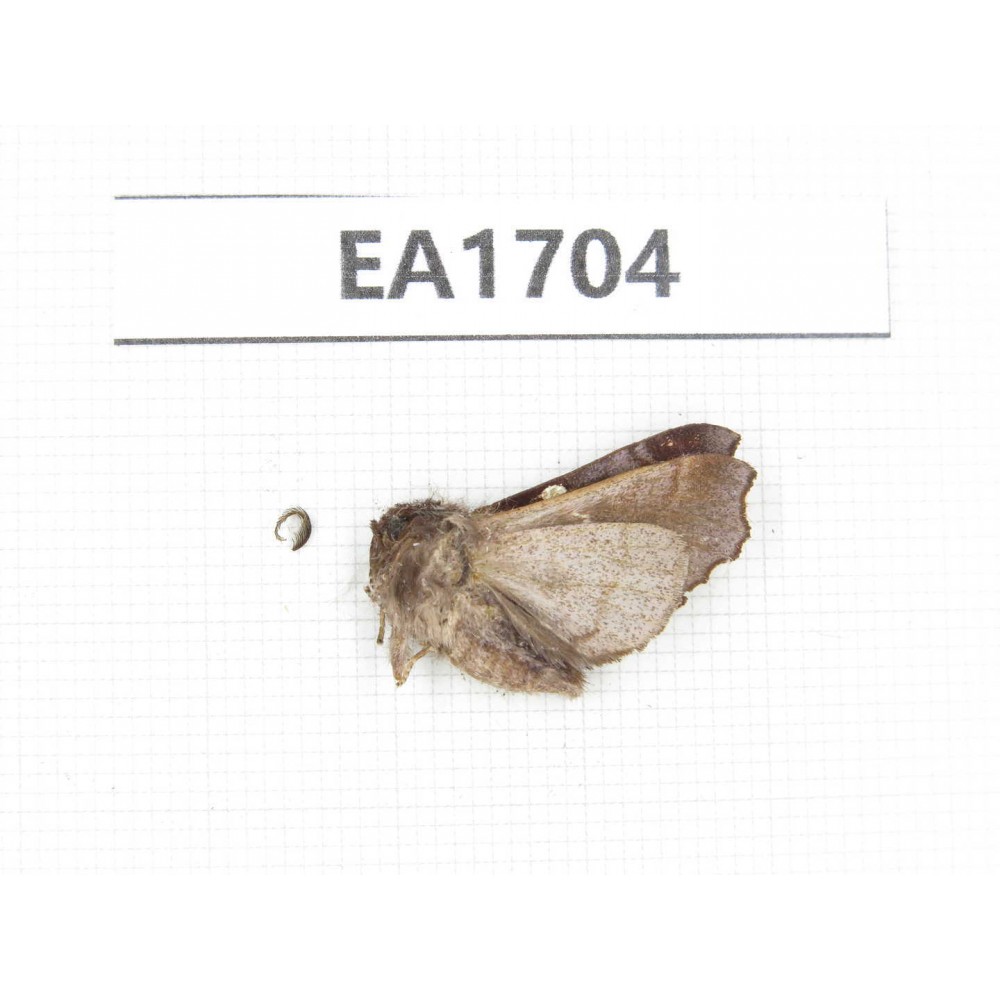 Moths sp. China, NW Yunnan, Xiangerila area, S of Weixi county.1Pcs. EA1704.
