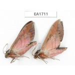 Sphingidae sp. China, NW Yunnan, Xiangerila area, S of Weixi county. 2Pcs. EA1711.