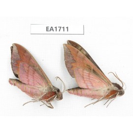 Sphingidae sp. China, NW Yunnan, Xiangerila area, S of Weixi county. 2Pcs. EA1711.