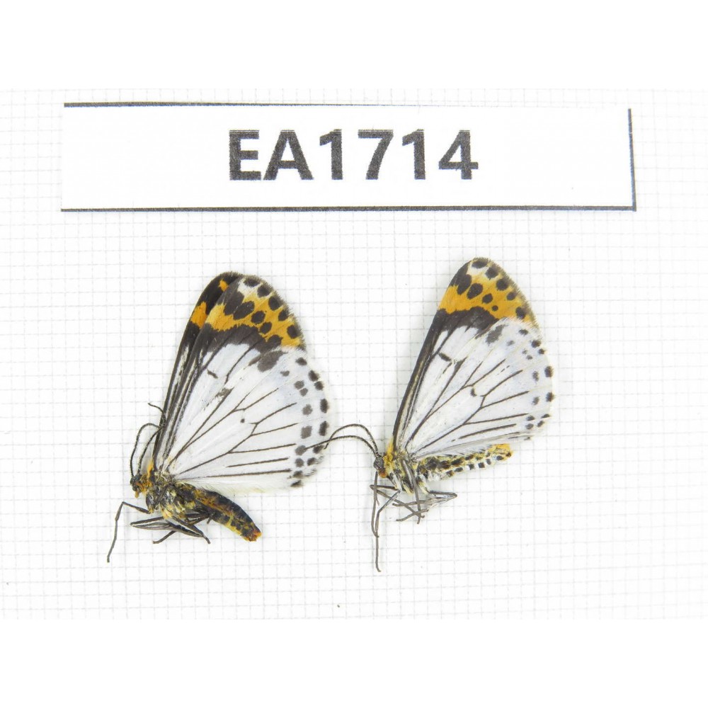 Day flying moths sp. China, NW Yunnan, S Xiangerila, Chongjianghe. 2Pcs. EA1714.