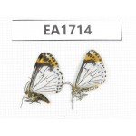 Day flying moths sp. China, NW Yunnan, S Xiangerila, Chongjianghe. 2Pcs. EA1714.