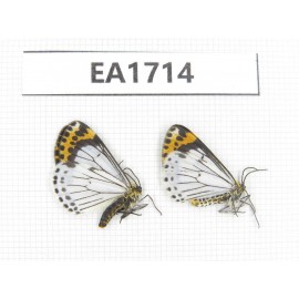 Day flying moths sp. China, NW Yunnan, S Xiangerila, Chongjianghe. 2Pcs. EA1714.