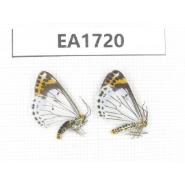 Day flying moths sp. China, NW Yunnan, S of Xiangerila, Chongjianghe village. 2Pcs. EA1720.