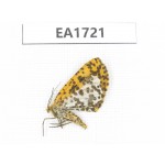 Day flying moths sp. China,  S of Gansu, Wenxian county. 1Pcs. EA1721.