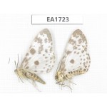 Moths sp. China, S of Gansu, Wenxian county. 2Pcs. EA1723.