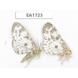 Moths sp. China, S of Gansu, Wenxian county. 2Pcs. EA1723.