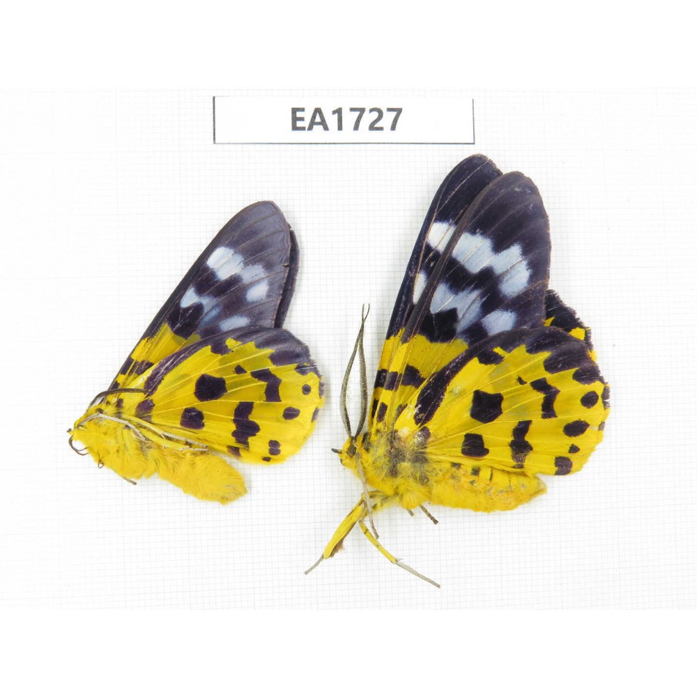 Day flying moths sp. China,  S of Yunnan, Xishuangbanna, Mengla county.2Pcs. EA1727.