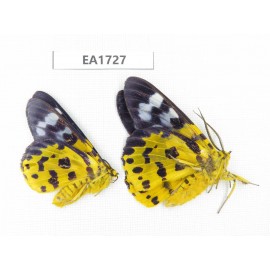 Day flying moths sp. China,  S of Yunnan, Xishuangbanna, Mengla county.2Pcs. EA1727.