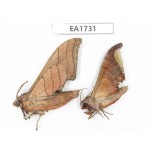 Sphingidae sp. China, SW Yunnan, Dehong, Yingjiang county. 2Pcs. EA1731.