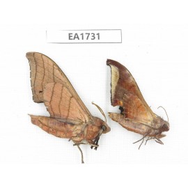 Sphingidae sp. China, SW Yunnan, Dehong, Yingjiang county. 2Pcs. EA1731.