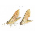 Sphingidae sp. China, SW Yunnan, Dehong, Yingjiang county. 2Pcs. EA1732.