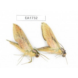 Sphingidae sp. China, SW Yunnan, Dehong, Yingjiang county. 2Pcs. EA1732.