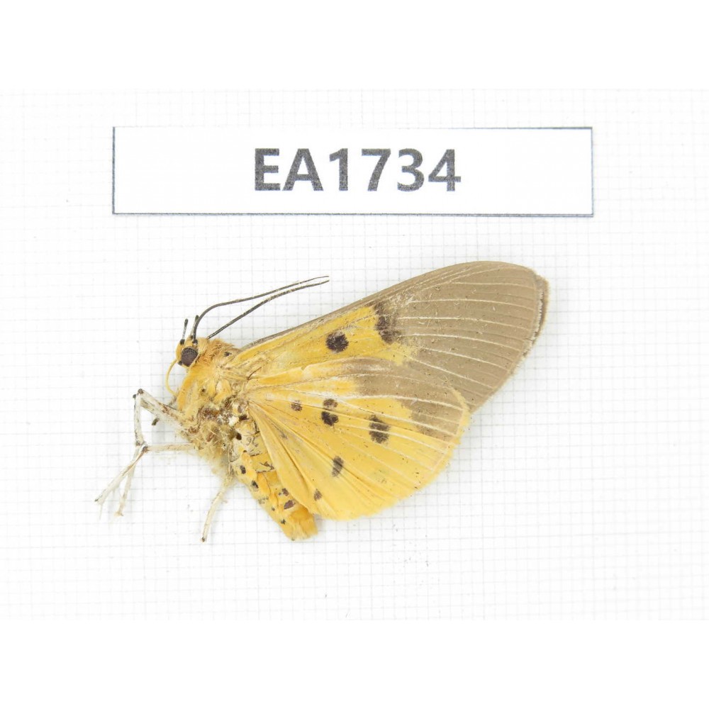 Arctiidae sp. China, SW Yunnan, Dehong area, Yingjiang county. 1Pcs. EA1734.