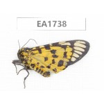 Arctiidae sp. China, NW Yunnan, N of Nujiang valley, N of Mt.Nushan. 1F. EA1738.