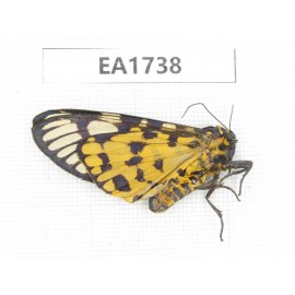 Arctiidae sp. China, NW Yunnan, N of Nujiang valley, N of Mt.Nushan. 1F. EA1738.