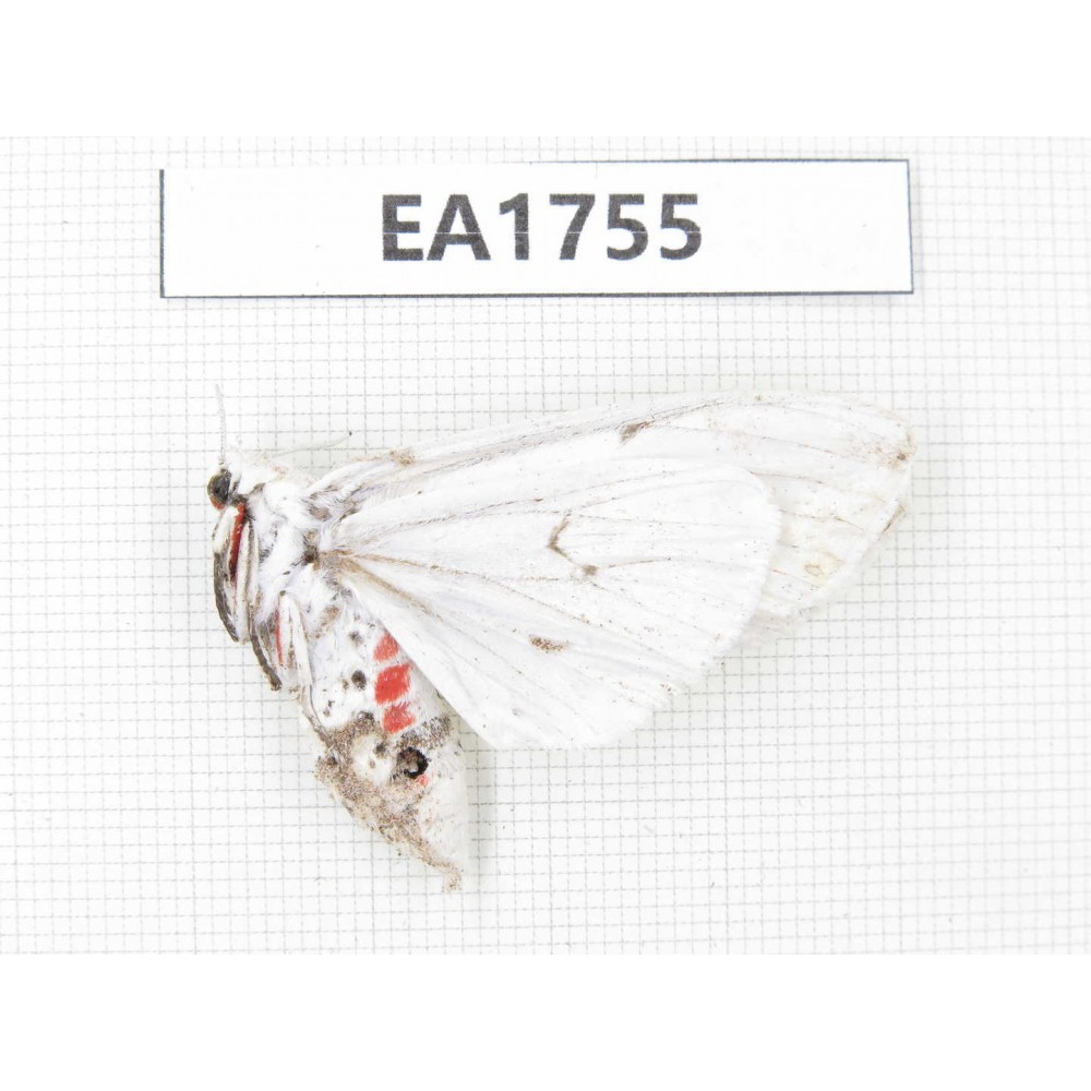 Moths sp. China, Shanxi, Hanzhong, Liuba county. 1F. EA1755.