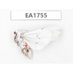 Moths sp. China, Shanxi, Hanzhong, Liuba county. 1F. EA1755.