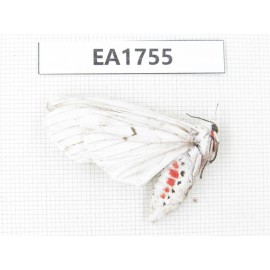 Moths sp. China, Shanxi, Hanzhong, Liuba county. 1F. EA1755.