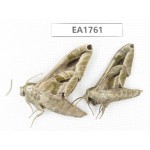 Sphingidae sp. China, Shanxi, Hanzhong, Liuba county. 2Pcs. EA1761.