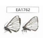 Moths sp. China, Yunnan, Xiangerila, S of Weixi county. 2Pcs. EA1762.