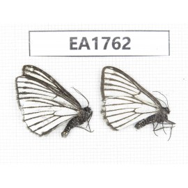 Moths sp. China, Yunnan, Xiangerila, S of Weixi county. 2Pcs. EA1762.