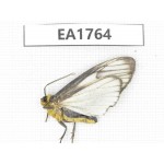 Moths sp. China, Yunnan, Xiangerila, S of Weixi county. 1Pcs. EA1764.