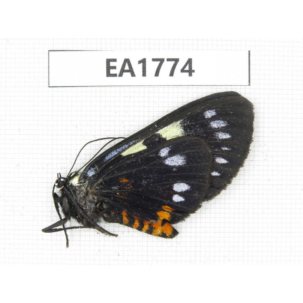 Day flying moths sp. China, Yunnan, Xiangerila, S of Weixi county.1Pcs. EA1774.