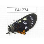 Day flying moths sp. China, Yunnan, Xiangerila, S of Weixi county.1Pcs. EA1774.