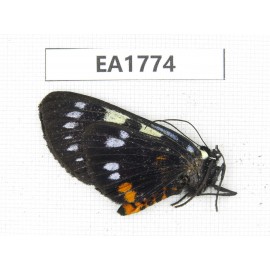 Day flying moths sp. China, Yunnan, Xiangerila, S of Weixi county.1Pcs. EA1774.