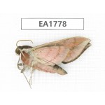 Sphingidae sp. China, Yunnan, Xiangerila, S of Weixi county. 1Pcs. EA1778.