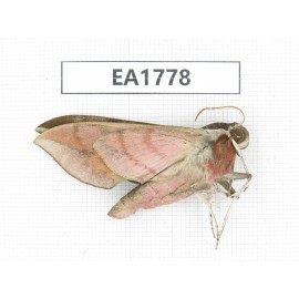 Sphingidae sp. China, Yunnan, Xiangerila, S of Weixi county. 1Pcs. EA1778.
