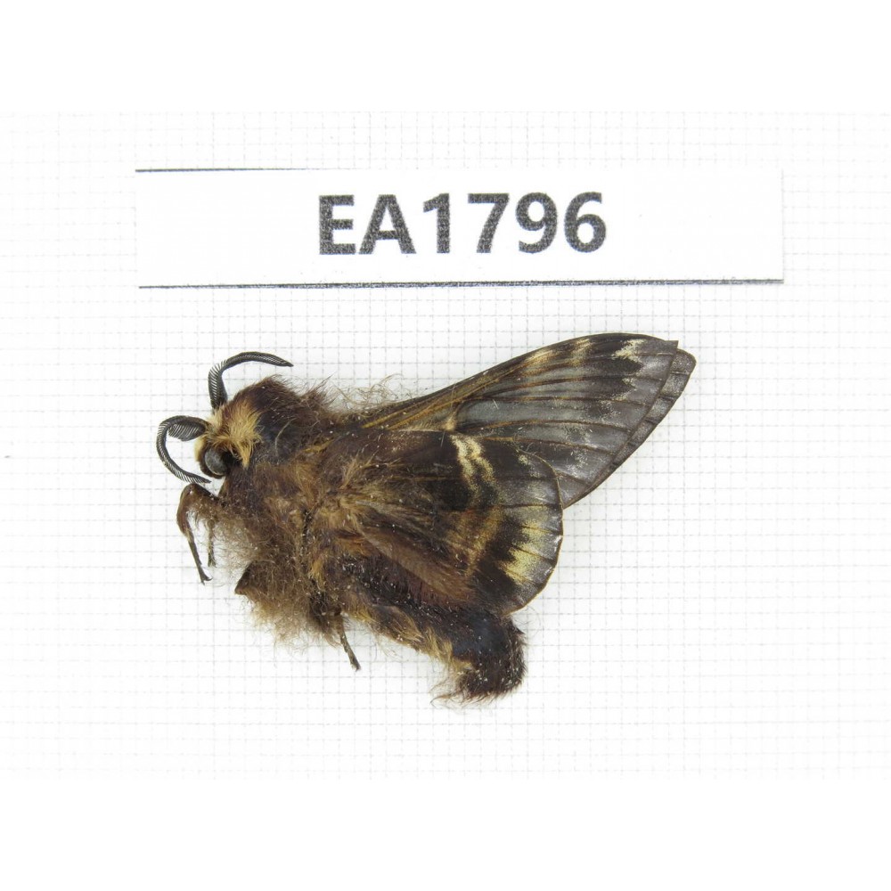 Moths sp. China, Yunnan, Dali area, S of Dali. 1Pcs. EA1796.