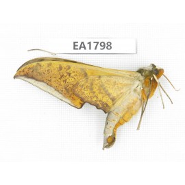 Sphingidae sp. China, Yunnan, Dali, Fengyi town.1Pcs. EA1798.