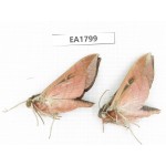 Sphingidae sp. China, Yunnan, S of Dali. 2Pcs. EA1799.