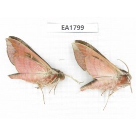 Sphingidae sp. China, Yunnan, S of Dali. 2Pcs. EA1799.
