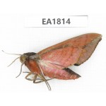 Sphingidae sp. China, Yunnan, Nujiang, N of Mt.Nushan. 1Pcs. EA1814.