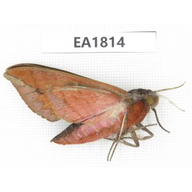 Sphingidae sp. China, Yunnan, Nujiang, N of Mt.Nushan. 1Pcs. EA1814.