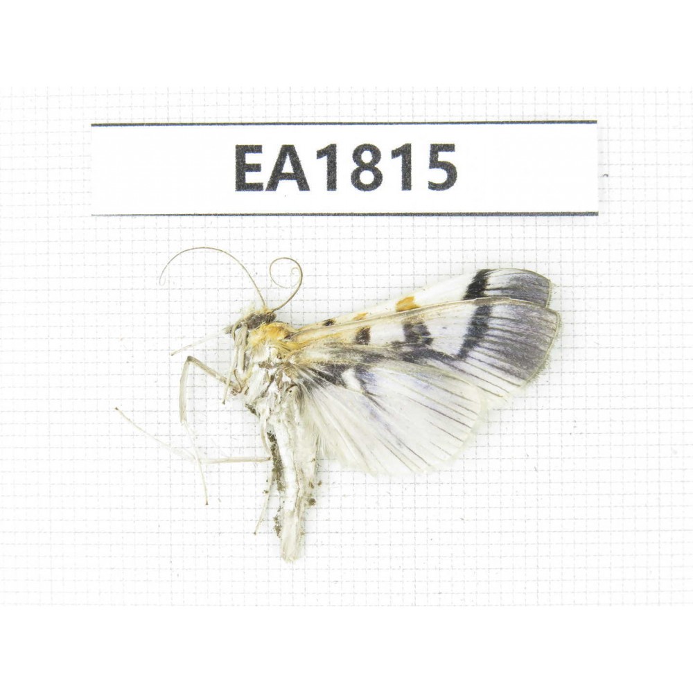 Moths sp. China, Yunnan, Nujiang, N of Mt.Nushan.1Pcs. EA1815.