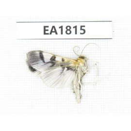 Moths sp. China, Yunnan, Nujiang, N of Mt.Nushan.1Pcs. EA1815.