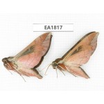 Sphingidae sp. China, Yunnan, Lijiang, S of Mt.Yunling. 2Pcs. EA1817.